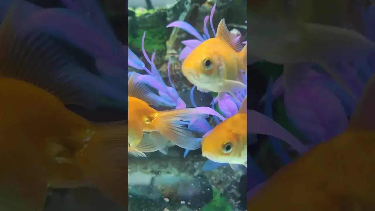 Aquarium Therapy - a stress reliever activity