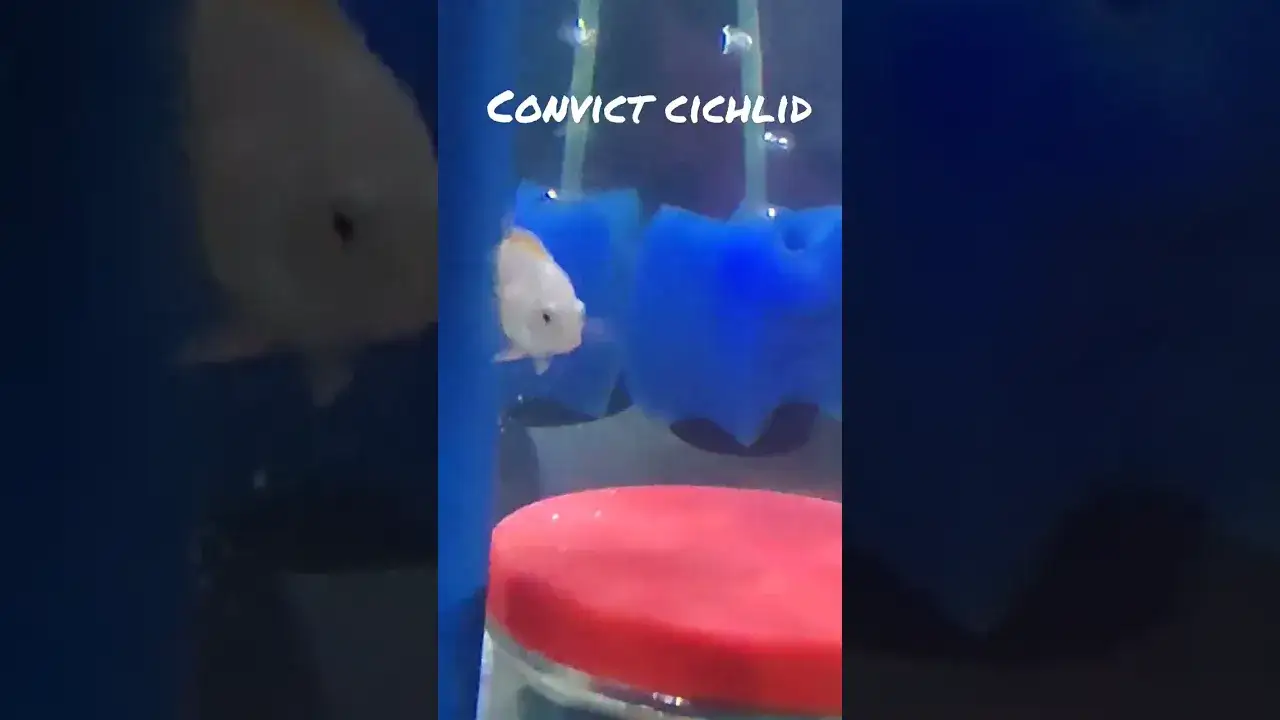 Cichlid Aquascape