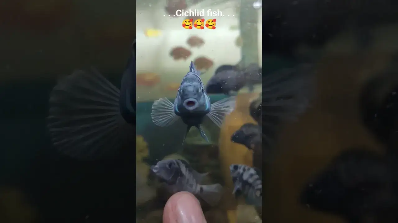Cichlid fish is life