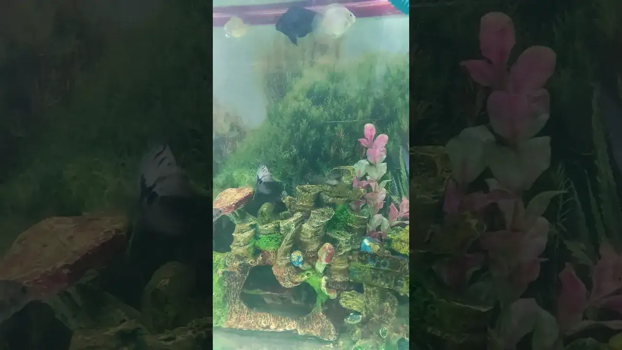 Convict Cichlid