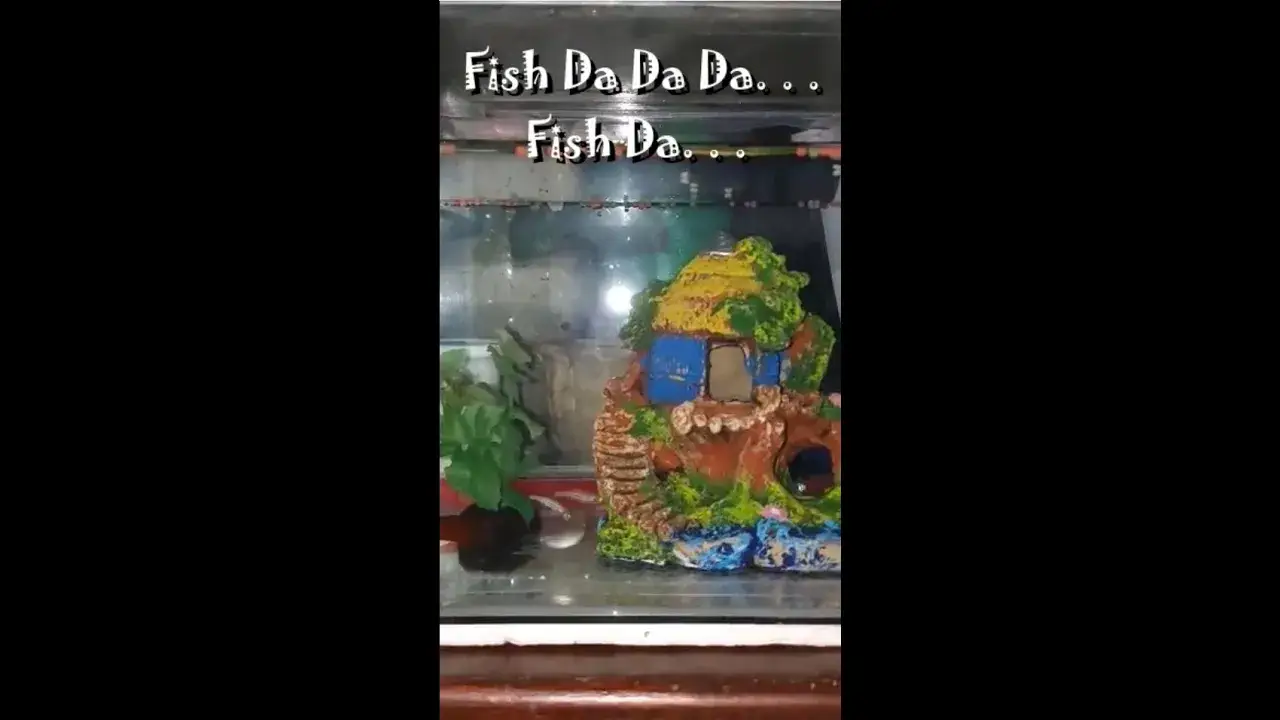 Fish Da Da Da Fish Da