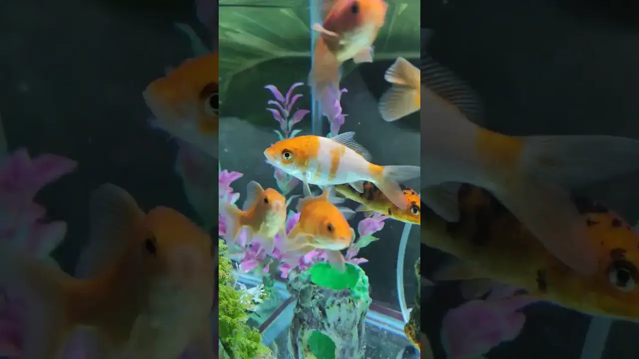Koi Fish Aquascape