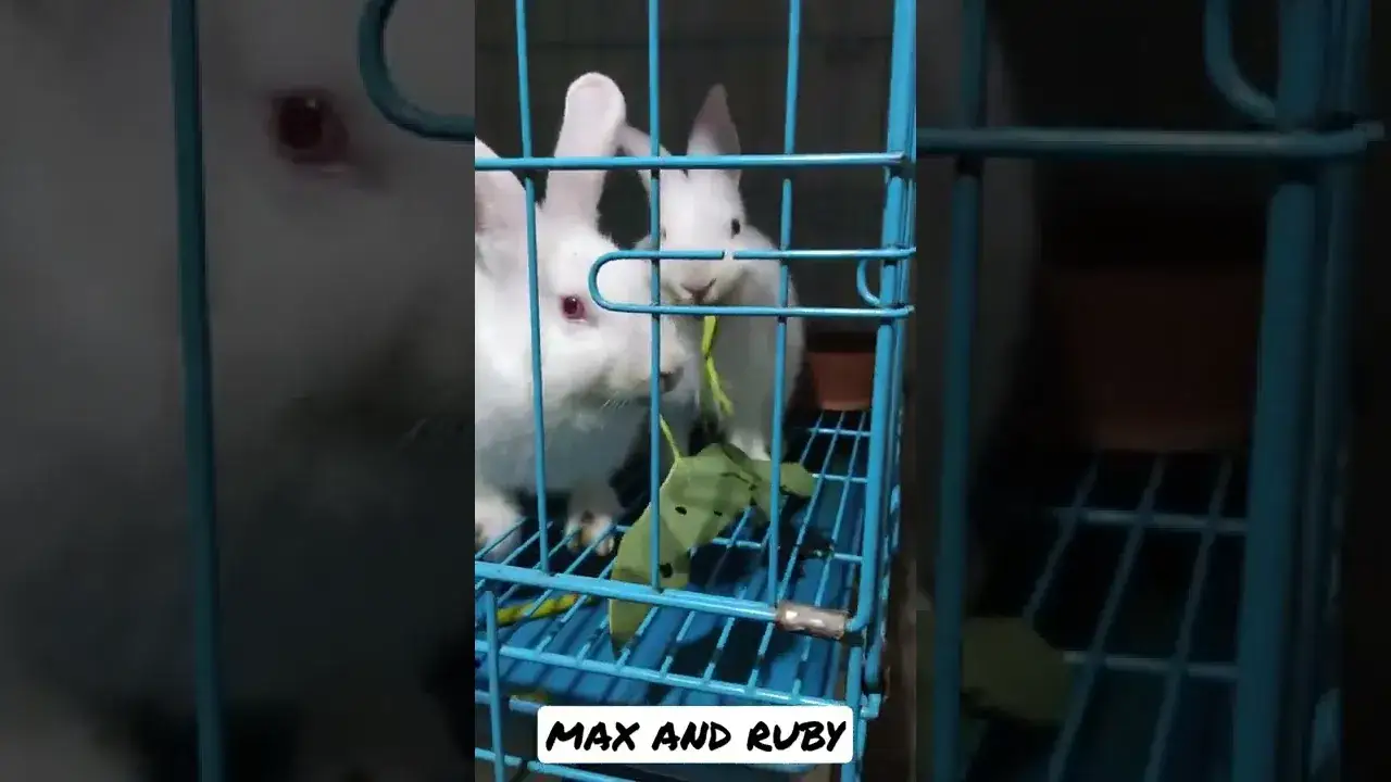 Max and Ruby